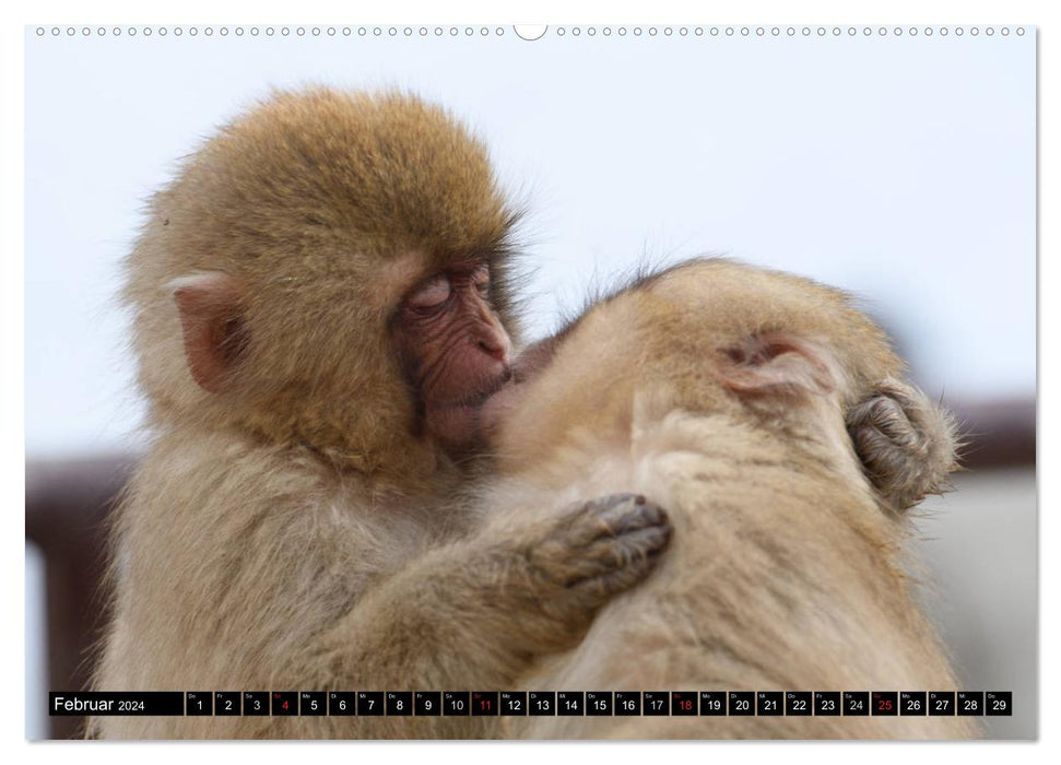 Snow monkeys in Jigokudani National Park (CALVENDO wall calendar 2024) 