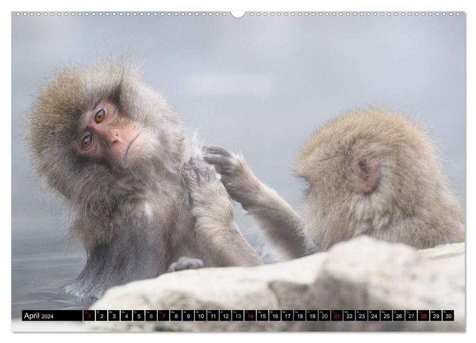 Schneeaffen im Jigokudani Nationalpark (CALVENDO Wandkalender 2024)