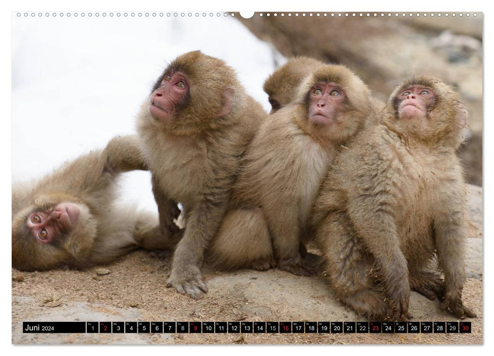 Snow monkeys in Jigokudani National Park (CALVENDO wall calendar 2024) 