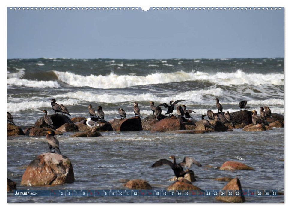 Bornholm - sunny island in the Baltic Sea (CALVENDO Premium Wall Calendar 2024) 