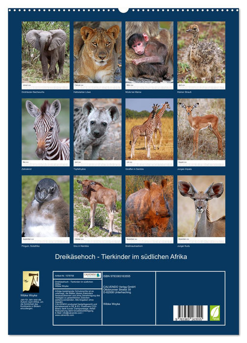 Three Cheese High - Animal Children in Southern Africa (CALVENDO Premium Wall Calendar 2024) 
