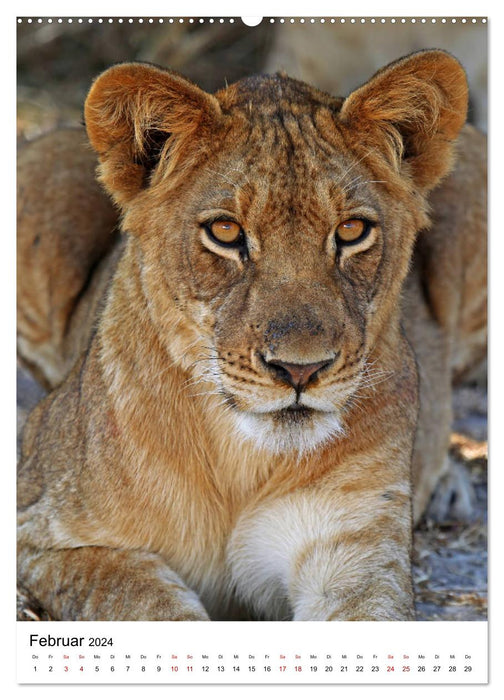 Dreikäsehoch - Tierkinder im südlichen Afrika (CALVENDO Premium Wandkalender 2024)