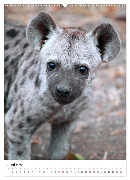 Dreikäsehoch - Tierkinder im südlichen Afrika (CALVENDO Premium Wandkalender 2024)