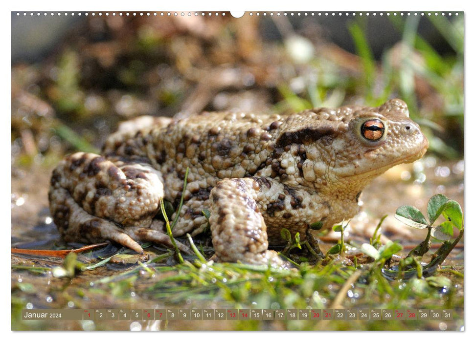 Toads on the move (CALVENDO Premium Wall Calendar 2024) 