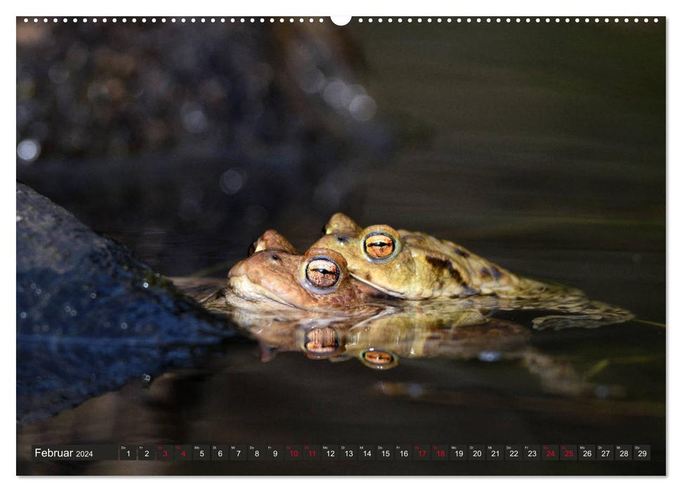 Kröten auf Wanderschaft (CALVENDO Premium Wandkalender 2024)