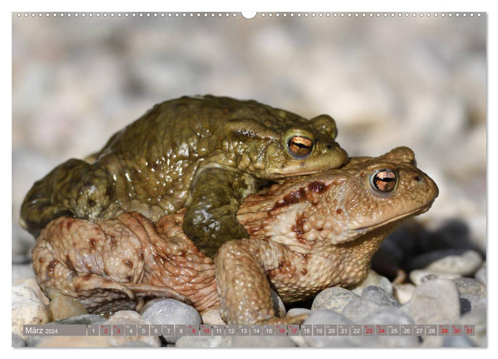 Toads on the move (CALVENDO Premium Wall Calendar 2024) 