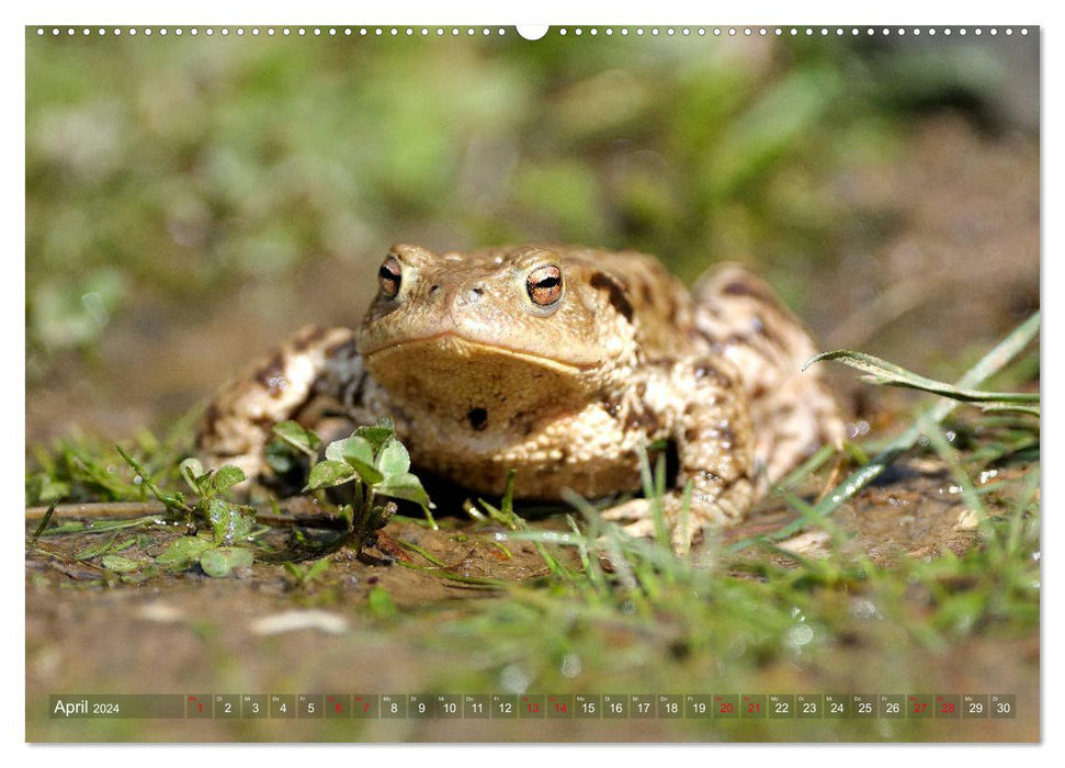 Kröten auf Wanderschaft (CALVENDO Premium Wandkalender 2024)