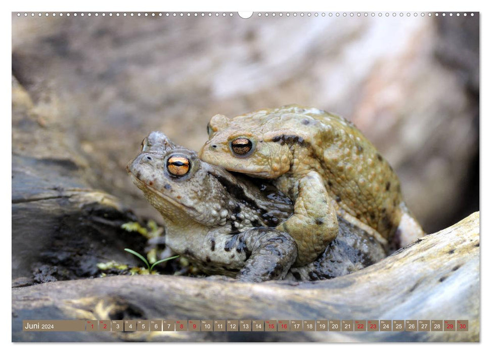 Toads on the move (CALVENDO Premium Wall Calendar 2024) 