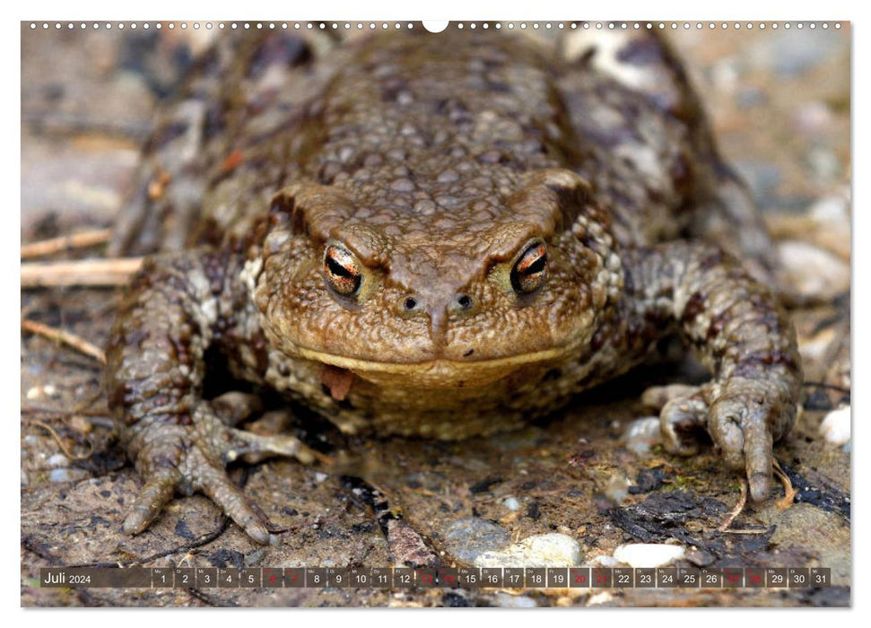 Toads on the move (CALVENDO Premium Wall Calendar 2024) 