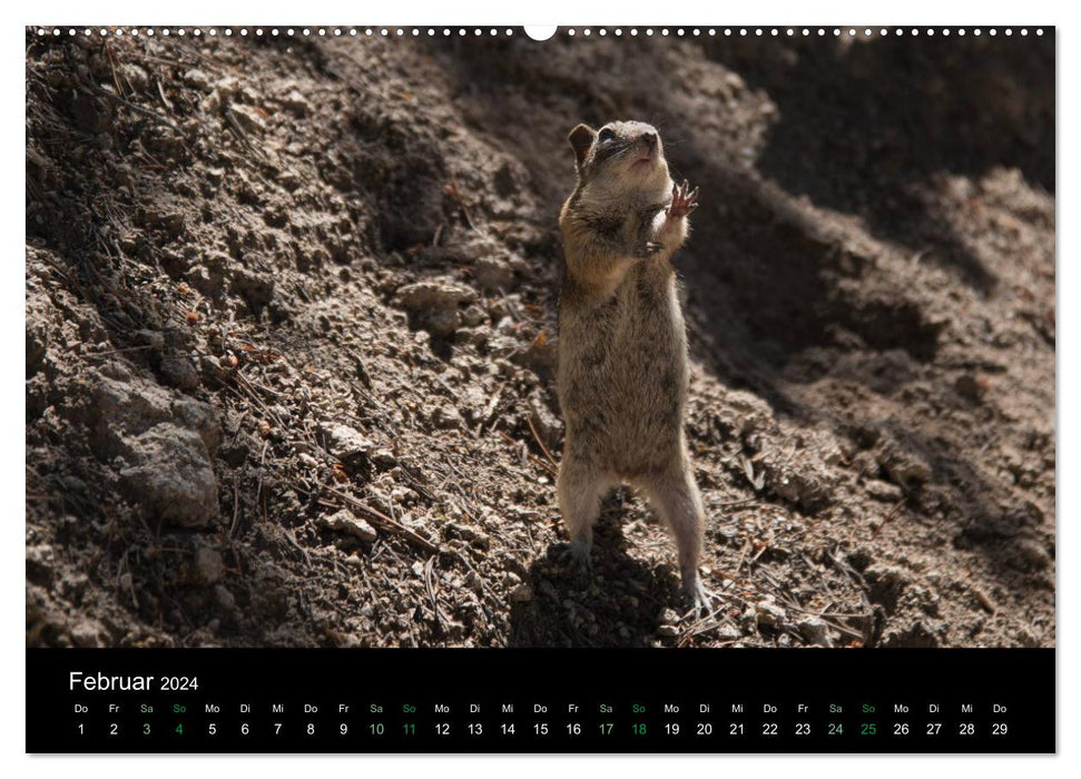 Chipmunks Streifenhörnchen (CALVENDO Wandkalender 2024)