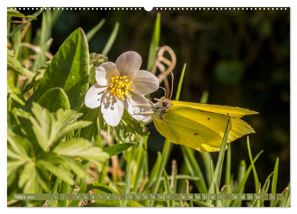 The seasons in the Northern Black Forest (CALVENDO wall calendar 2024) 