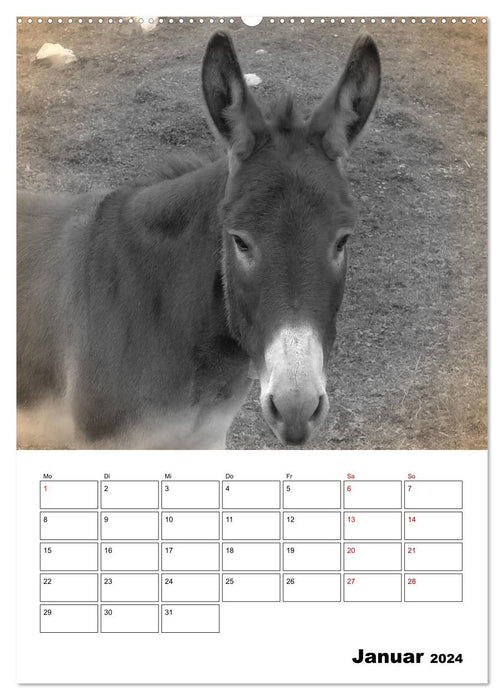 Farm animals up close - Nostalgia Edition (CALVENDO Premium Wall Calendar 2024) 