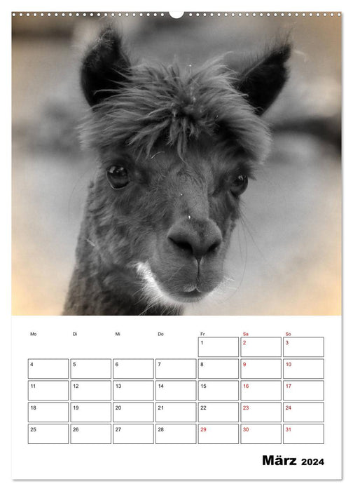 Animaux de la ferme de près - Édition Nostalgie (Calvendo Premium Wall Calendar 2024) 