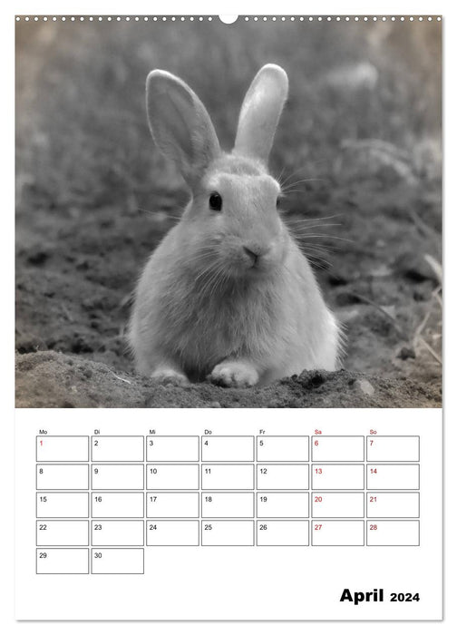 Animaux de la ferme de près - Édition Nostalgie (Calvendo Premium Wall Calendar 2024) 