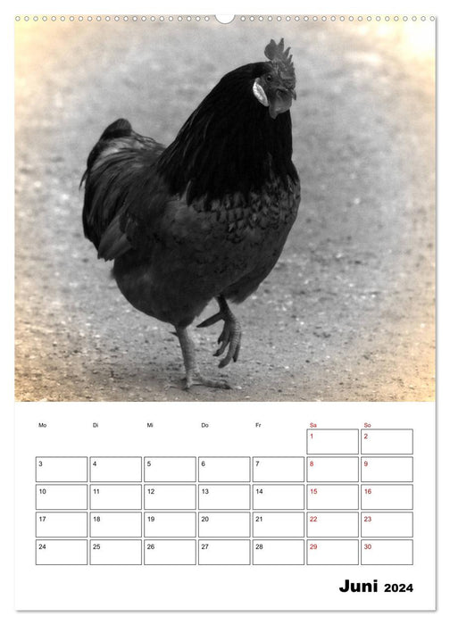 Animaux de la ferme de près - Édition Nostalgie (Calvendo Premium Wall Calendar 2024) 