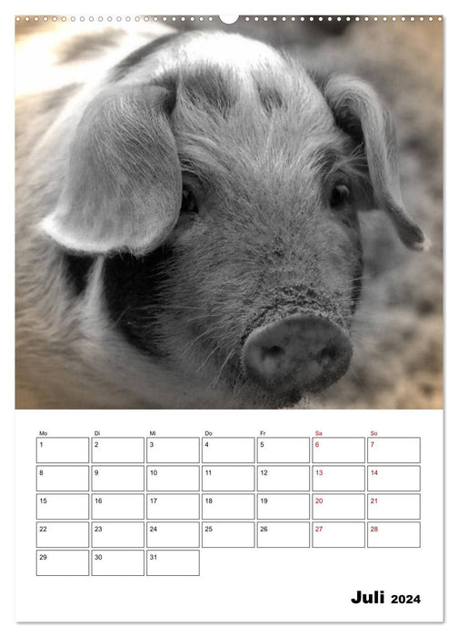 Animaux de la ferme de près - Édition Nostalgie (Calvendo Premium Wall Calendar 2024) 