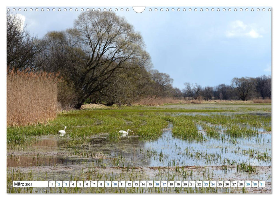 State of Brandenburg - Nature and relaxation in the Brandenburg region (CALVENDO wall calendar 2024) 