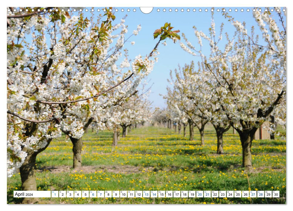 Land de Brandebourg - Nature et détente dans la région de Brandebourg (Calendrier mural CALVENDO 2024) 