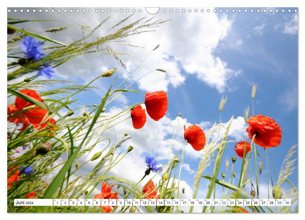 Land Brandenburg - Natur und Erholung im märkischen Land (CALVENDO Wandkalender 2024)