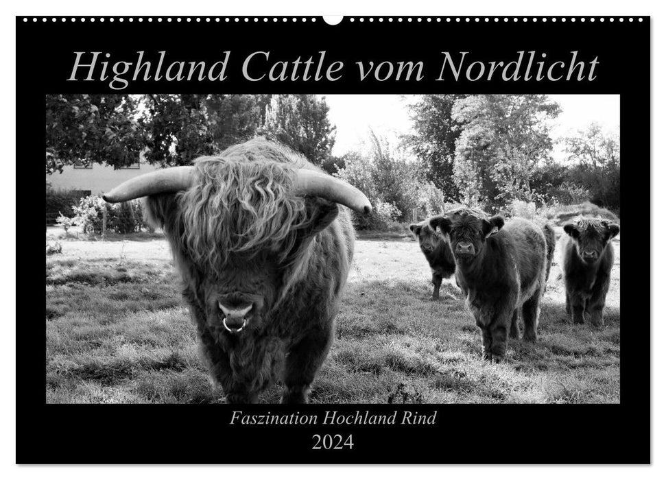 Highland Cattle from the Northern Lights - Fascination with Highland Cattle (CALVENDO Wall Calendar 2024) 