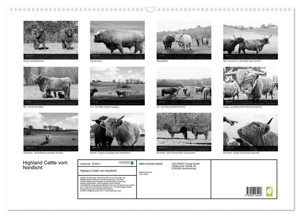 Highland Cattle vom Nordlicht - Faszination Hochland Rind (CALVENDO Wandkalender 2024)