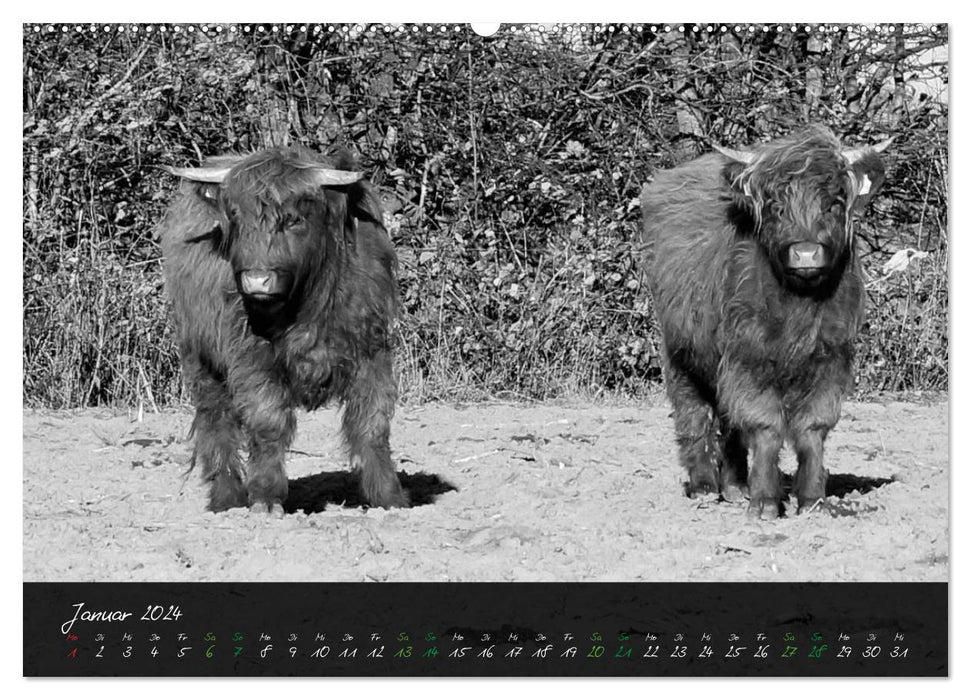 Highland Cattle from the Northern Lights - Fascination with Highland Cattle (CALVENDO Wall Calendar 2024) 