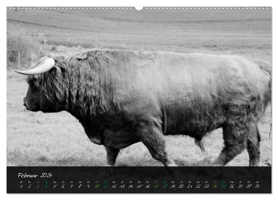 Highland Cattle vom Nordlicht - Faszination Hochland Rind (CALVENDO Wandkalender 2024)