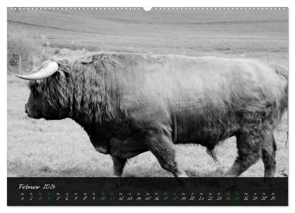 Highland Cattle from the Northern Lights - Fascination with Highland Cattle (CALVENDO Wall Calendar 2024) 