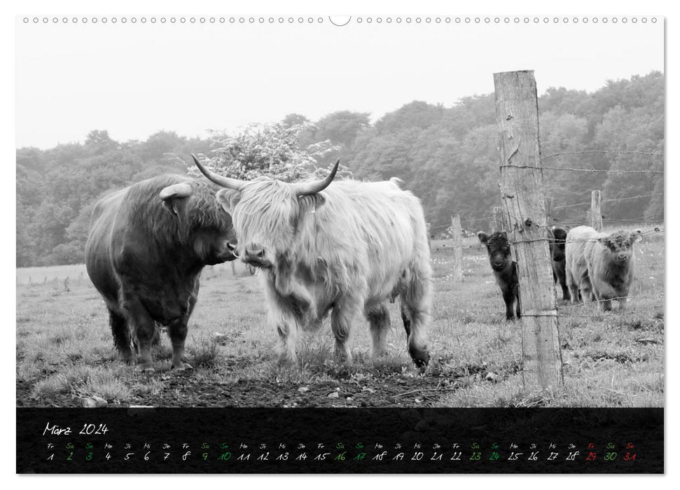 Highland Cattle from the Northern Lights - Fascination with Highland Cattle (CALVENDO Wall Calendar 2024) 