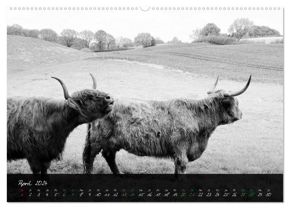 Highland Cattle from the Northern Lights - Fascination with Highland Cattle (CALVENDO Wall Calendar 2024) 