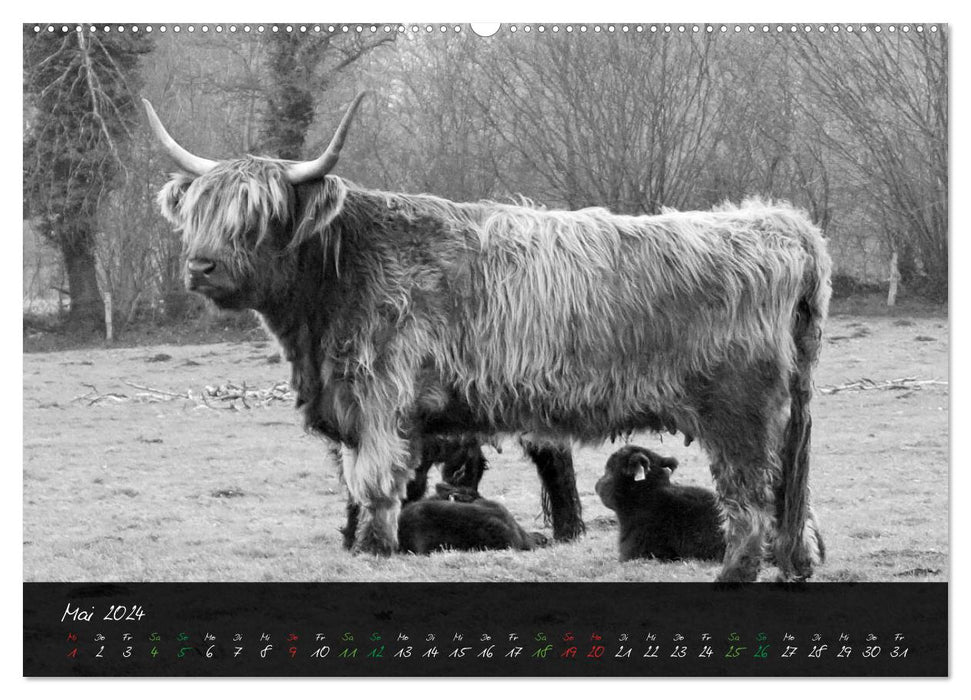 Highland Cattle from the Northern Lights - Fascination with Highland Cattle (CALVENDO Wall Calendar 2024) 