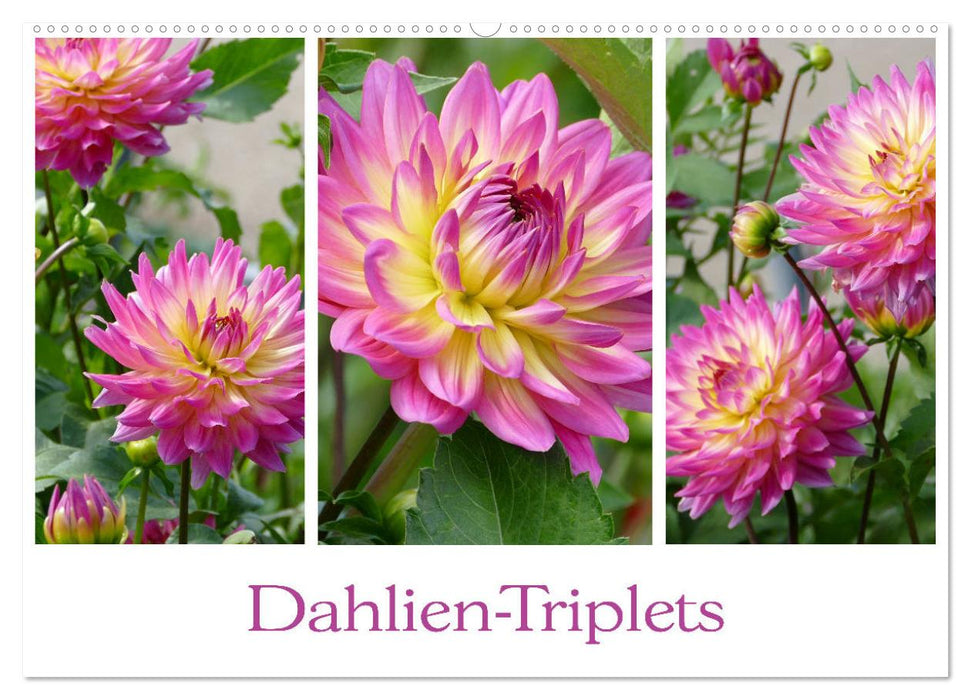 Dahlien-Triplets (CALVENDO Wandkalender 2024)