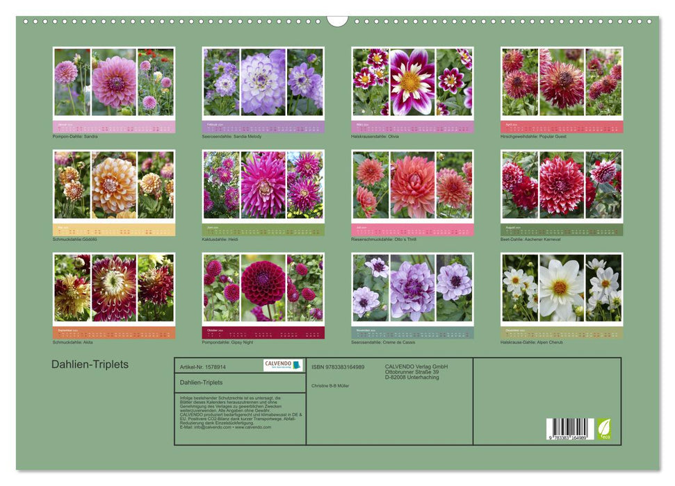 Dahlia triplets (CALVENDO wall calendar 2024) 