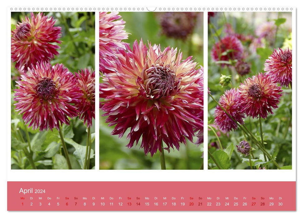 Dahlia triplets (CALVENDO wall calendar 2024) 