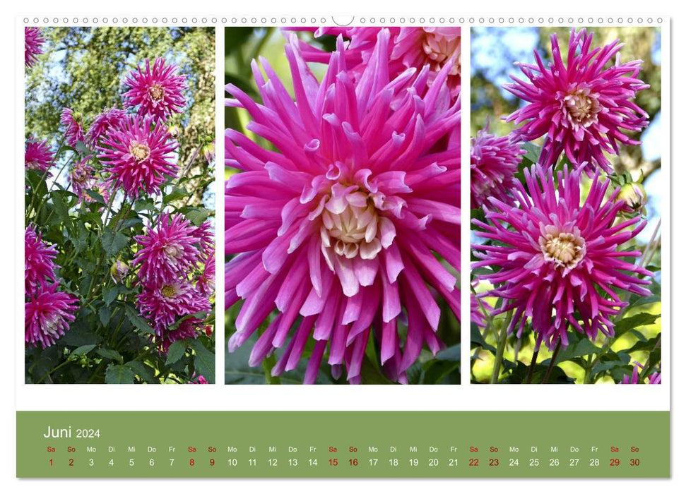 Dahlia triplets (CALVENDO wall calendar 2024) 