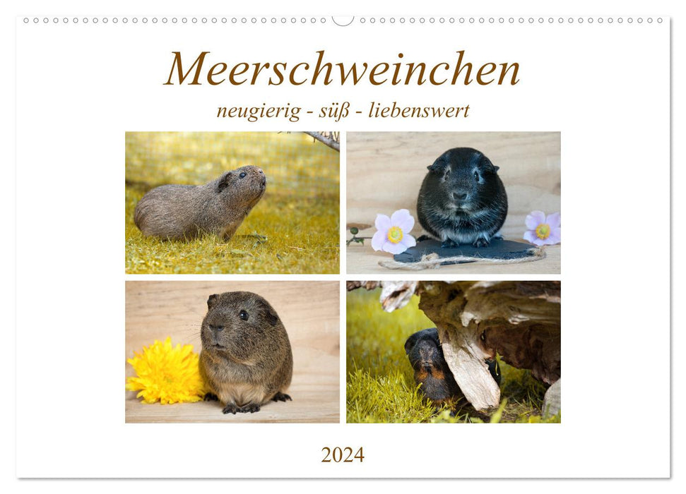 GUINEA PIG curious - sweet - adorable (CALVENDO wall calendar 2024) 