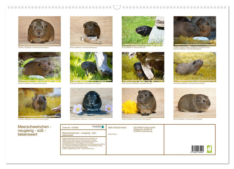 GUINEA PIG curious - sweet - adorable (CALVENDO wall calendar 2024) 