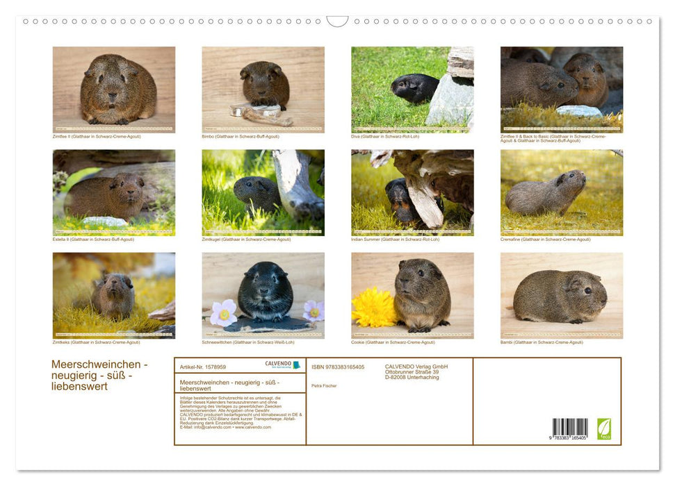 MEERSCHWEINCHEN neugierig - süß - liebenswert (CALVENDO Wandkalender 2024)