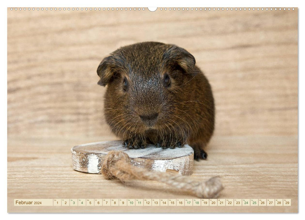 GUINEA PIG curious - sweet - adorable (CALVENDO wall calendar 2024) 