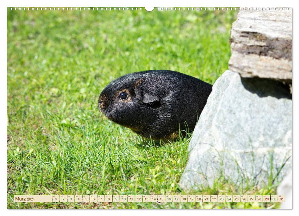 GUINEA PIG curious - sweet - adorable (CALVENDO wall calendar 2024) 