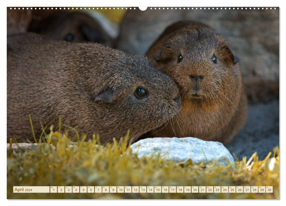 COCHON D'INDE curieux - doux - adorable (Calendrier mural CALVENDO 2024) 