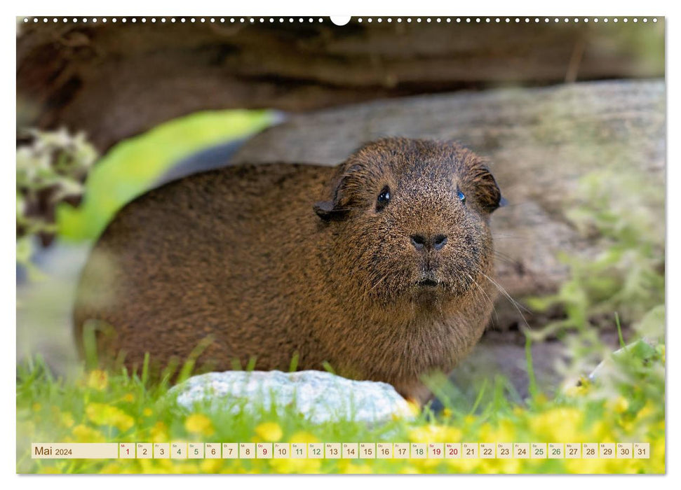 GUINEA PIG curious - sweet - adorable (CALVENDO wall calendar 2024) 