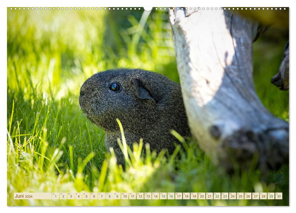 COCHON D'INDE curieux - doux - adorable (Calendrier mural CALVENDO 2024) 