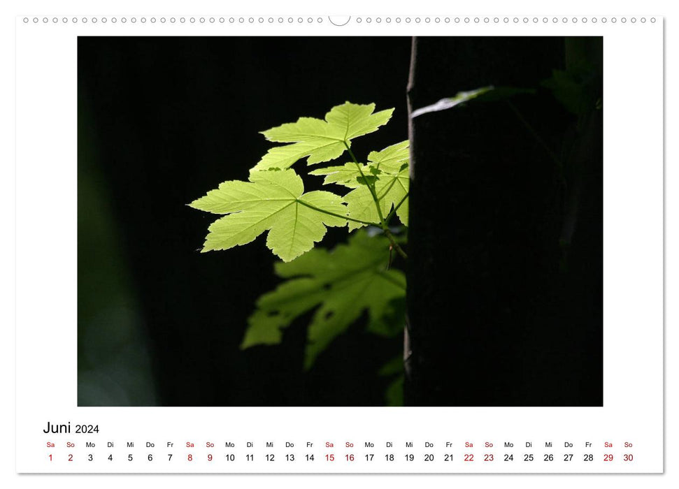 Nymphenburger Park (CALVENDO wall calendar 2024) 