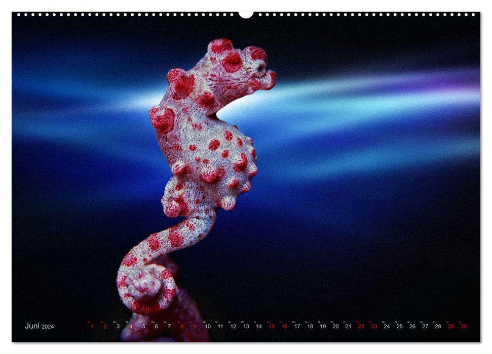 Artwork Underwater – Expérience de plongée (Calvendo Premium Wall Calendar 2024) 