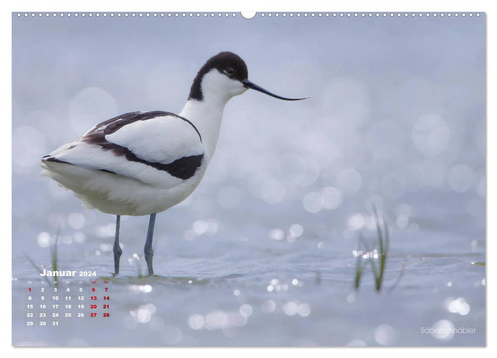 Wading birds on the Frisian IJsselmeer coast (CALVENDO Premium Wall Calendar 2024) 