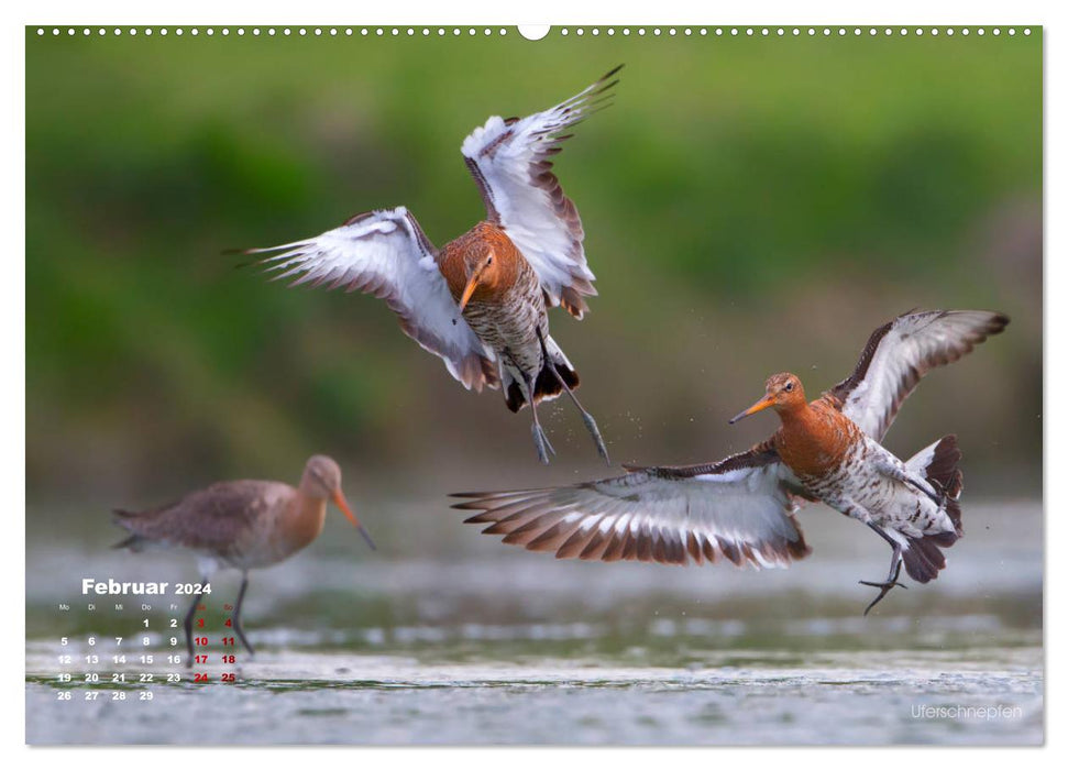 Wattvögel an der Friesischen IJsselmeerküste (CALVENDO Premium Wandkalender 2024)