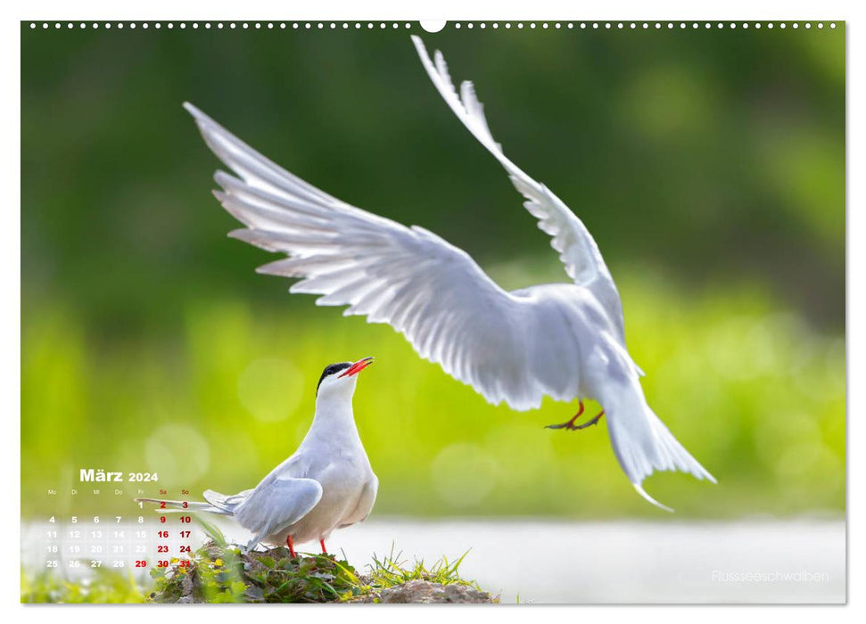 Wading birds on the Frisian IJsselmeer coast (CALVENDO Premium Wall Calendar 2024) 