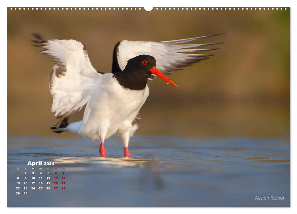 Échassiers sur la côte frisonne de l'IJsselmeer (Calendrier mural CALVENDO Premium 2024) 