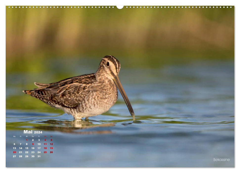 Wading birds on the Frisian IJsselmeer coast (CALVENDO Premium Wall Calendar 2024) 